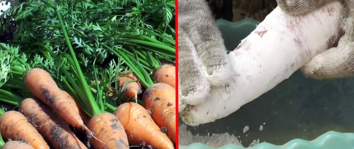 Come mantenere succose carote e barbabietole senza cantina