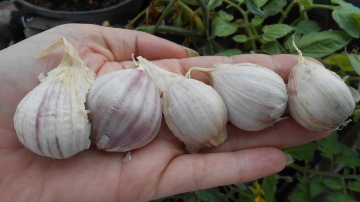 Timing for planting garlic before winter
