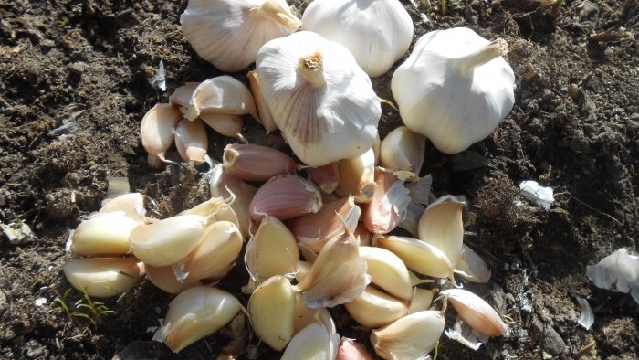 Timing voor het planten van knoflook vóór de winter