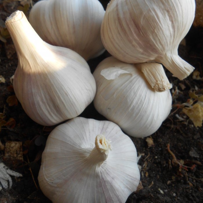 Storing garlic in ash in cold and warm ways