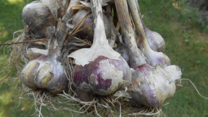 Knoflook in as bewaren op koude en warme manieren