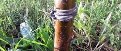 طريقة رخيصة لمحاربة النمل والمن على الأشجار