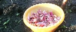 How and when to plant garlic in winter for a big harvest
