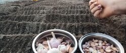 All the tricks and subtleties of planting garlic before winter from “A” to “Z”