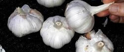 So hacken Sie Knoblauch für maximale gesundheitliche Vorteile