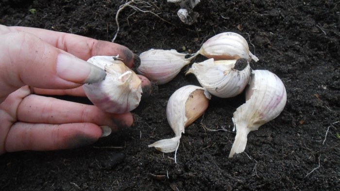 Material de plantació d'alta qualitat per obtenir una collita abundant d'all d'hivern