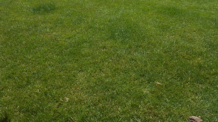 So that the lawn looks like in the movies, do the right care, mowing, fertilizing, aeration