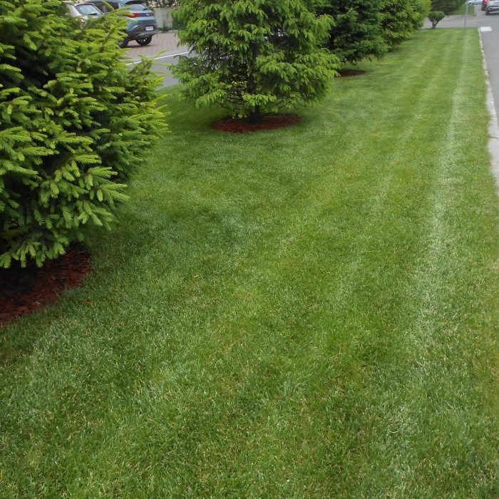 Kako bi travnjak izgledao kao u filmovima, obavite pravilnu njegu, košenje, gnojenje, prozračivanje