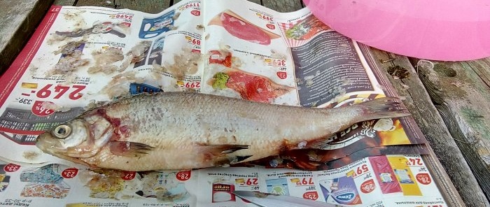 Kami membuat rumah asap dari tong dan memasak ikan seperti di kedai runcit USSR