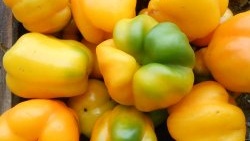 Tato 2 hnojiva dostupná pro každého poskytnou velkou sklizeň sladké papriky