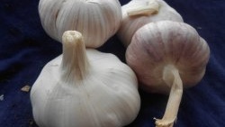 Bahan penanaman berkualiti tinggi untuk mendapatkan hasil tuaian bawang putih musim sejuk yang banyak