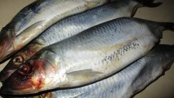 How to deliciously salt herring at home