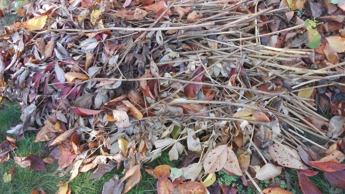 Goed sanitair snoeien van de tuin en waarom het nuttig is om dit in de herfst te doen