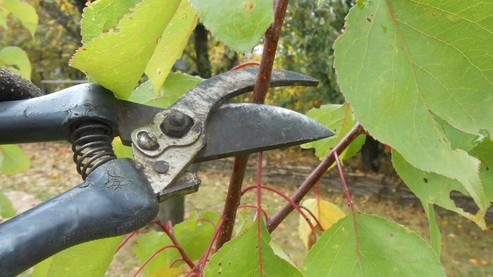 Potatura sanitaria corretta del giardino e perché è utile farla in autunno