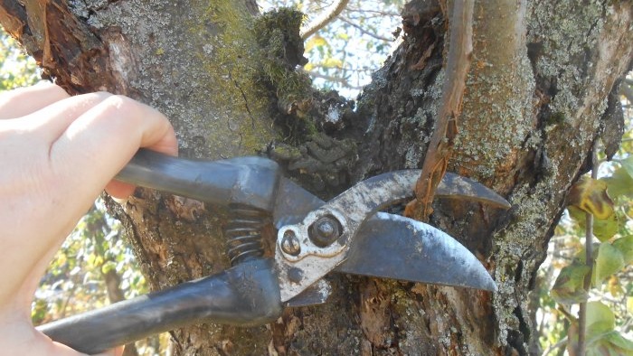 Proper sanitary pruning of the garden and why it is useful to do it in the fall
