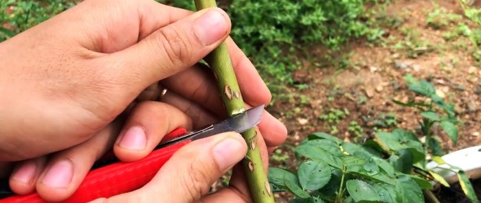 Как да оформите отводки от рози със силни корени по нов начин само за 1 месец