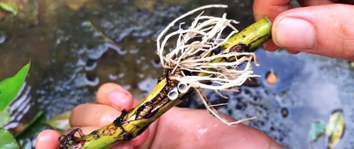 Cómo formar acodos de rosas con raíces fuertes de una nueva forma en solo 1 mes