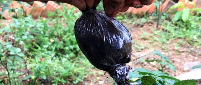 Cómo formar acodos de rosas con raíces fuertes de una nueva forma en solo 1 mes