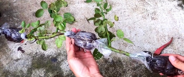 Hvordan danne roselag med sterke røtter på en ny måte på bare 1 måned