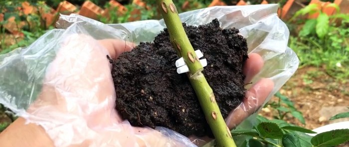 Cómo formar acodos de rosas con raíces fuertes de una nueva forma en solo 1 mes