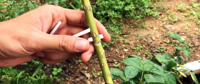 Cómo formar acodos de rosas con raíces fuertes de una nueva forma en solo 1 mes