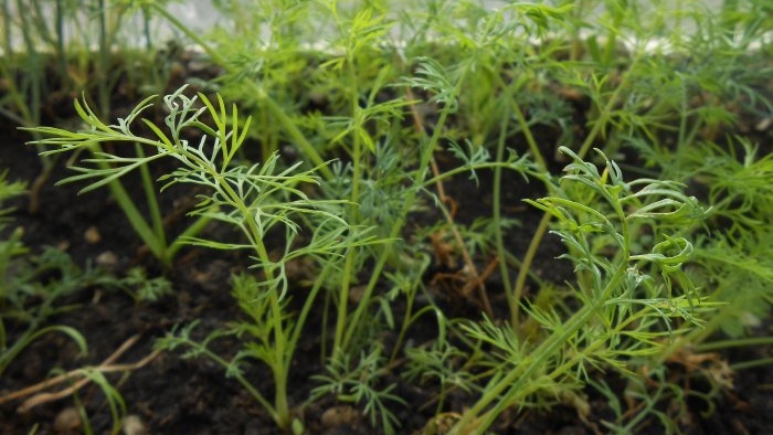 How to grow dill at home