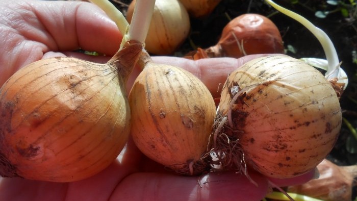 Jak rychle pěstovat cibuli na parapetu - osobní zkušenost