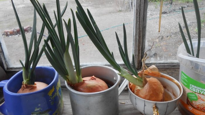 Como cultivar cebolas rapidamente no parapeito de uma janela - experiência pessoal
