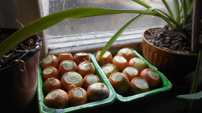 Cómo cultivar cebollas rápidamente en el alféizar de una ventana: experiencia personal