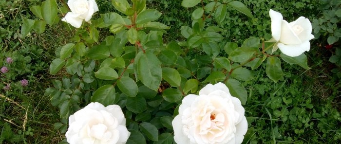 Ένας ενδιαφέρον τρόπος για να φυτέψετε τριαντάφυλλα στη Σιβηρία