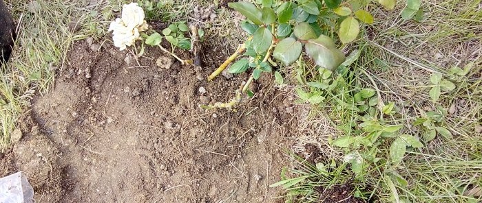 Een interessante manier om rozen te planten in Siberië