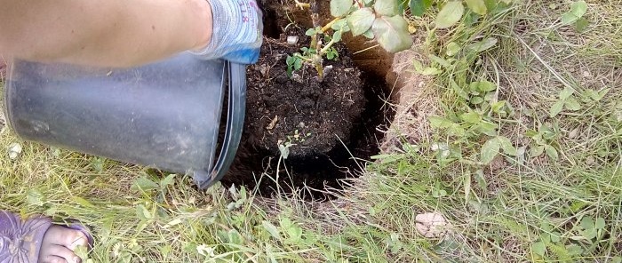 Una forma interesante de plantar rosas en Siberia.