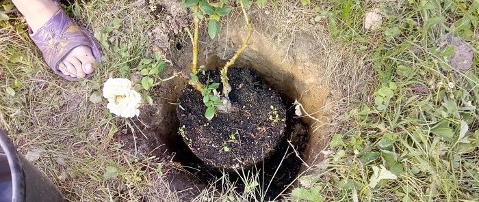 An interesting way to plant roses in Siberia