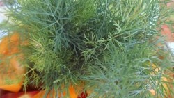 How to grow dill at home