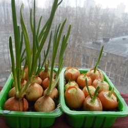 Cómo cultivar cebollas rápidamente en el alféizar de una ventana: experiencia personal