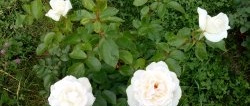 En interessant måde at plante roser i Sibirien