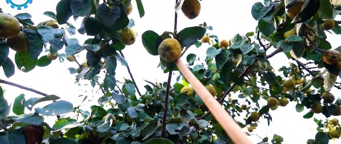 Haak voor het plukken van appels en peren