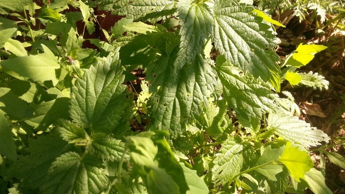 10 males herbes amb propietats increïbles - Ortiga