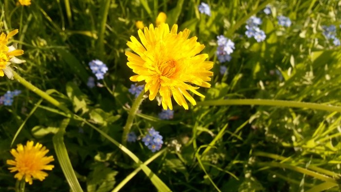 10 Weeds with Amazing Properties - Dandelion officinalis