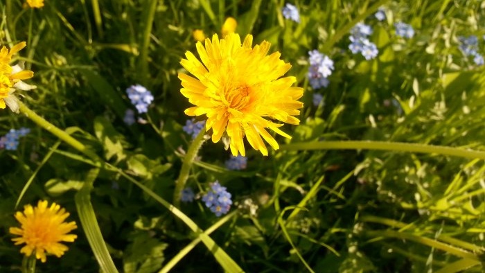 10 плевели с невероятни свойства - Dandelion officinalis