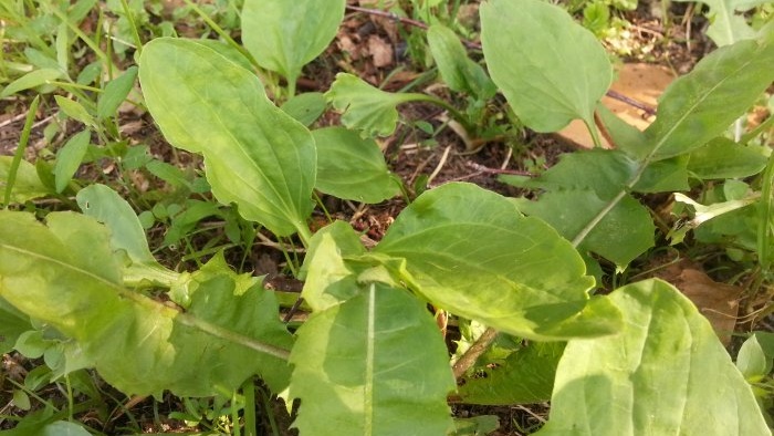 10 males herbes amb propietats increïbles - plàtan