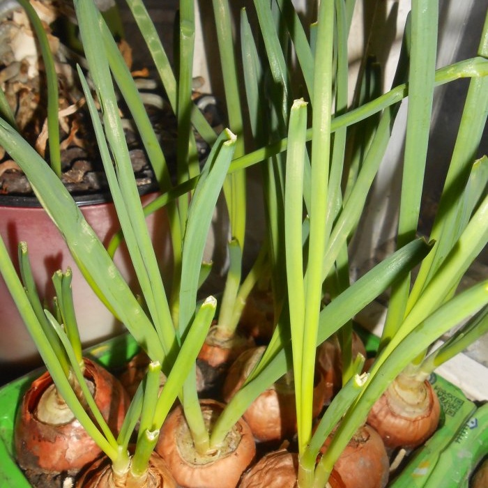 All the secrets of quickly growing green onions on the windowsill
