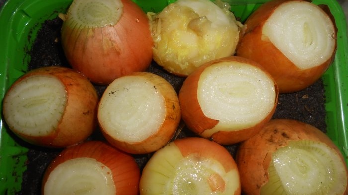 Soaking the onions