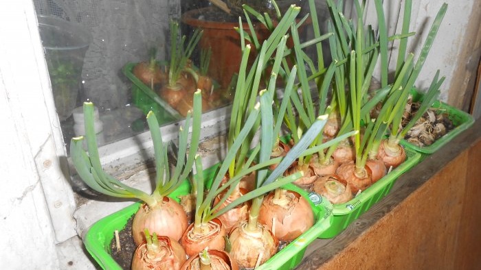 Watering and fertilizing onions on the windowsill
