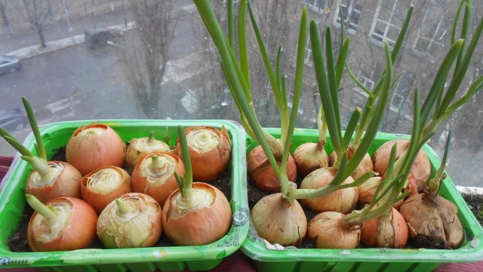 Πώς καλλιεργώ πράσινα κρεμμύδια στο σπίτι: όλες οι συμβουλές και οι δοκιμασμένες στο χρόνο συστάσεις