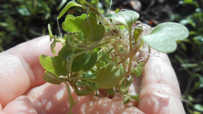 Microgreens en casa