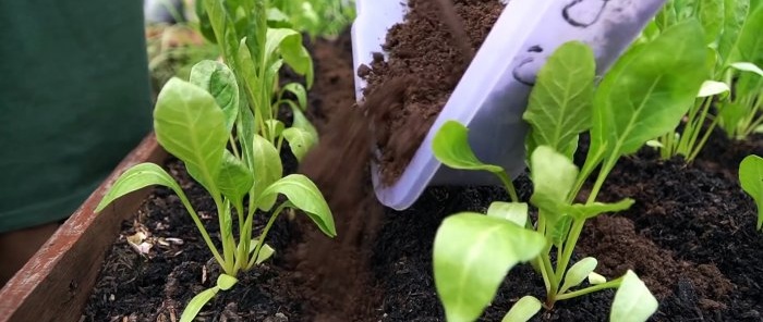 Kako iz PET boca u mjesec i pol uzgojiti zalihe špinata za cijelu godinu
