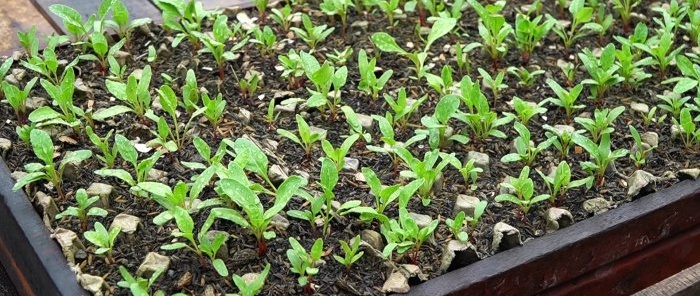 Come utilizzare le bottiglie in PET per coltivare una fornitura di spinaci per tutto l'anno in un mese e mezzo