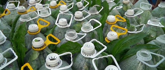 Cách sử dụng chai PET để trồng rau bina cung cấp cho cả năm trong một tháng rưỡi