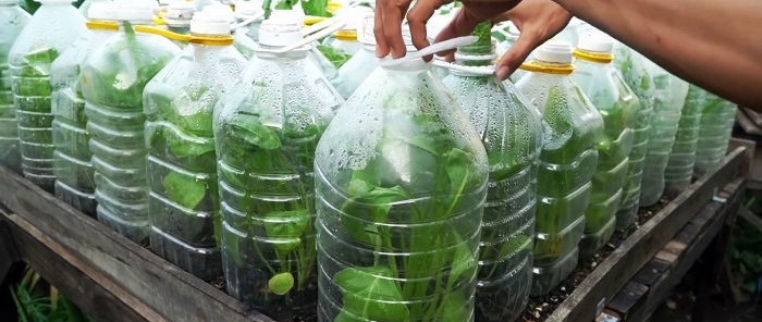 Πώς να χρησιμοποιήσετε τα μπουκάλια PET για να καλλιεργήσετε ένα απόθεμα σπανακιού για ολόκληρο το χρόνο σε ενάμιση μήνα